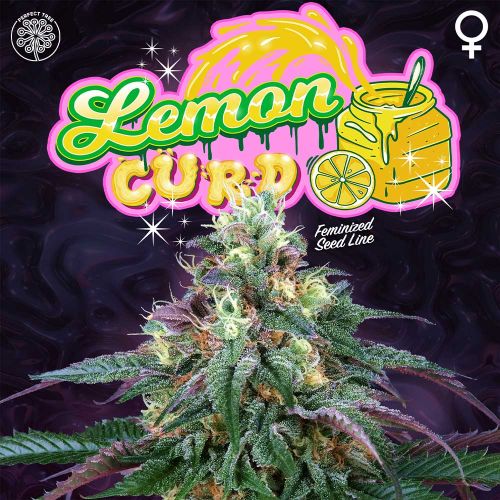 Lemon Curd, semillas feminizadas de Perfect Tree Seeds