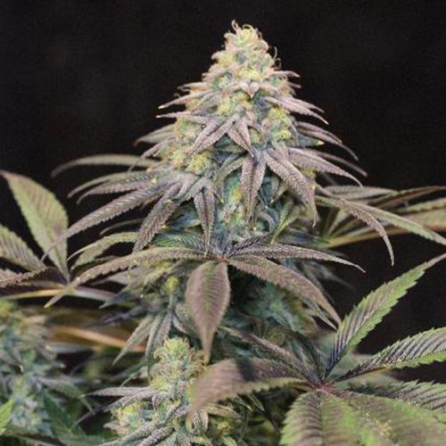 Lemon Suit Larry, semillas regulares de Original Dampkring Genetics