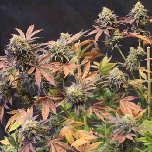 Lemon Suit Larry, semillas regulares de Original Dampkring Genetics