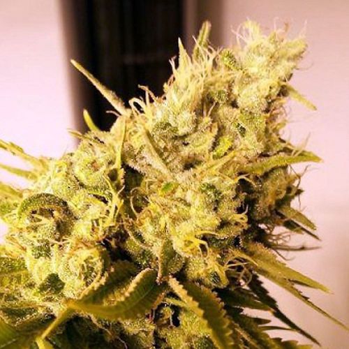 Lemon G Lime Jones, semillas feminizadas de Connoisseur Genetics 