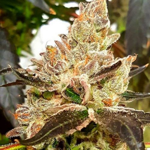 Lemonaid Sherbet, semillas feminizadas de Dank Genetics