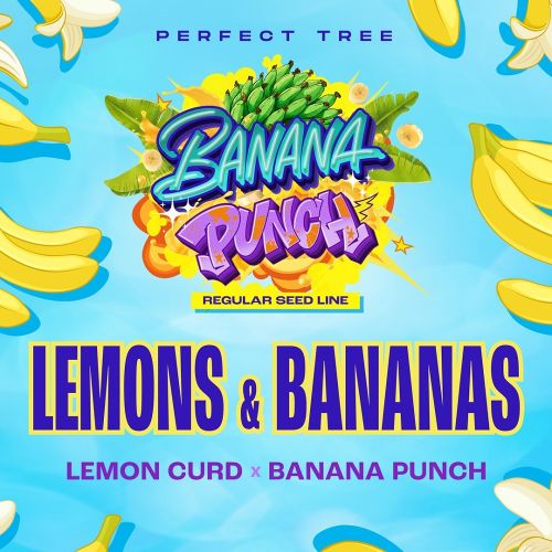 LEMONS AND BANANAS, semillas regulares de Perfect Tree Seeds