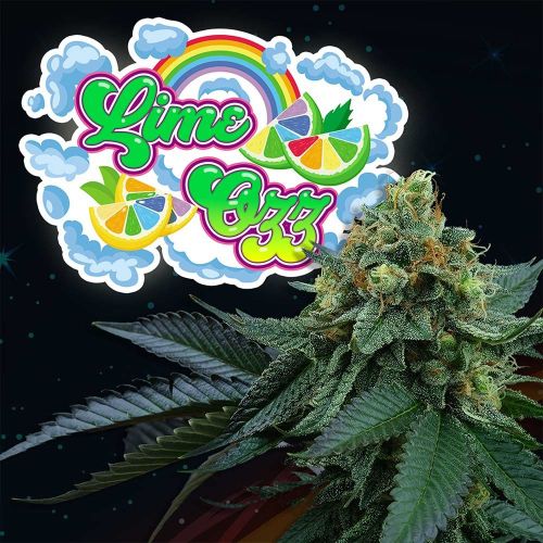 Lime OZZ, semillas feminizadas de Perfect Tree