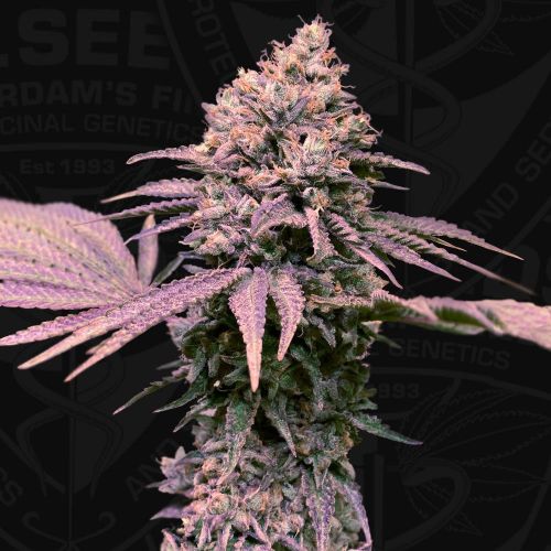 London Mint Cake, semillas feminizadas de T.H.Seeds