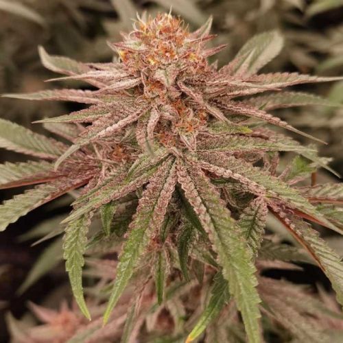 London Velvet Cake, semillas feminizadas de Conscious Genetics