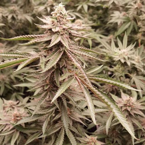 London Velvet Cake, semillas feminizadas de Conscious Genetics