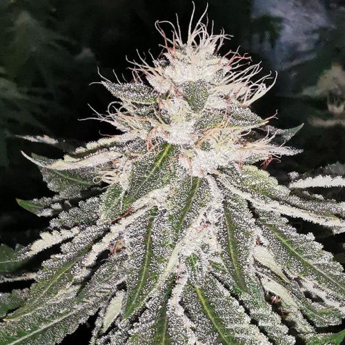 Mac 11, Semillas Feminizadas de Pheno Finders Seeds