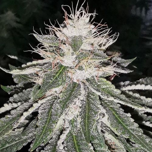 Mac 11, Semillas Feminizadas de Pheno Finders Seeds