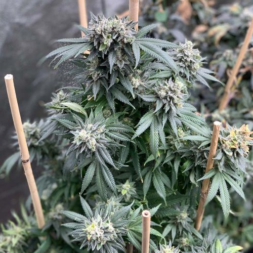 Midnight Special, semillas regulares de Mosca Seeds