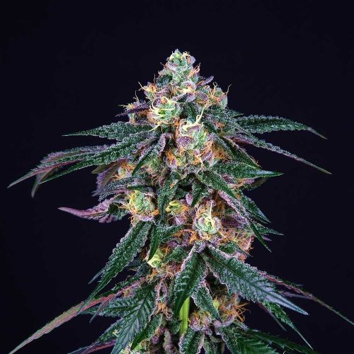 Midnight Sunset, semillas feminizadas de Perfect Tree Seeds