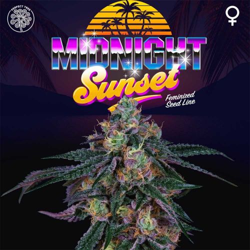 Midnight Sunset, semillas feminizadas de Perfect Tree Seeds