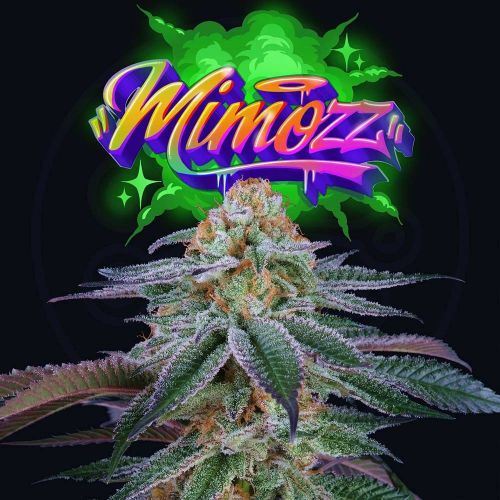 Mimozz, semillas feminizadas de Perfect Tree