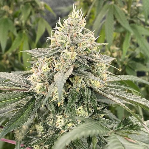 Mind Ztone, semillas regulares de Dark Horse Genetics