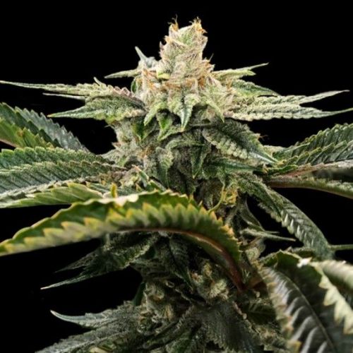 Miss DNA, semillas feminizadas de DNA Genetics (3 Semillas)