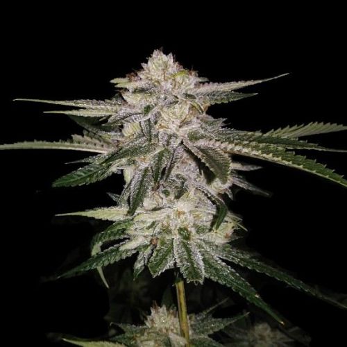 Miss DNA, semillas feminizadas de DNA Genetics (3 Semillas)