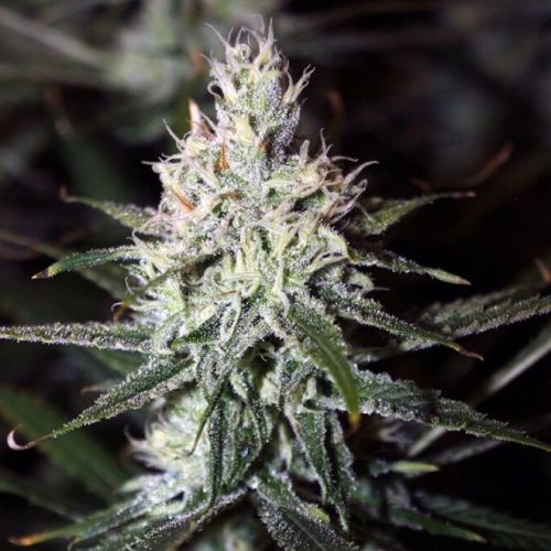 Moonshine Haze, semillas regulares de Rare Dankness