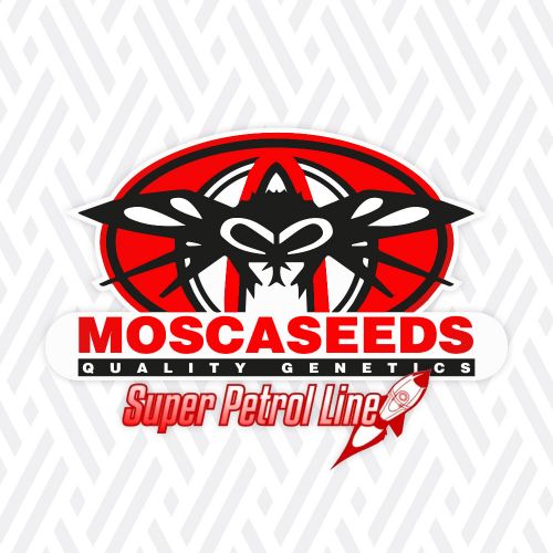 Crypto, semillas regulares de Mosca Seeds