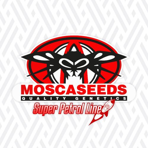 Super Petrol, semillas regulares de Mosca Seeds