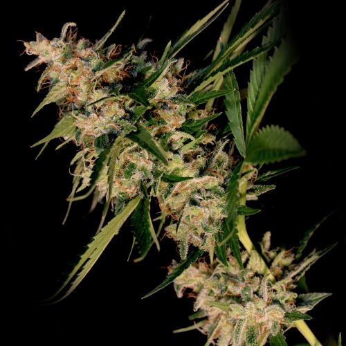 New Jack City, semillas regulares de Original Dampkring Genetics