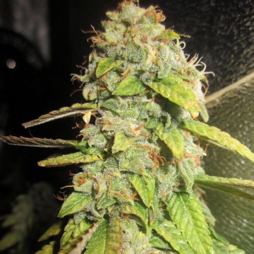 Notorious OG, semillas feminizadas de Pheno Finder Seeds