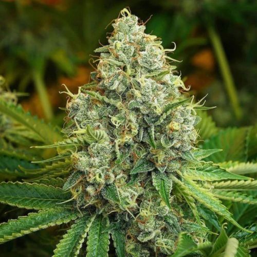 ODV Sour, semillas regulares de Lady Sativa Genetics