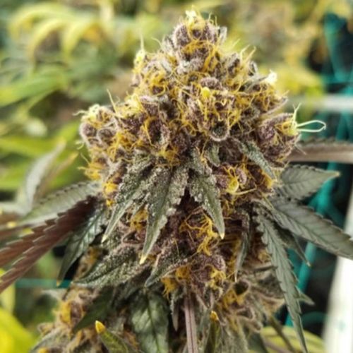 Tropicanna Cookies, semillas regulares de Oni Seed Co