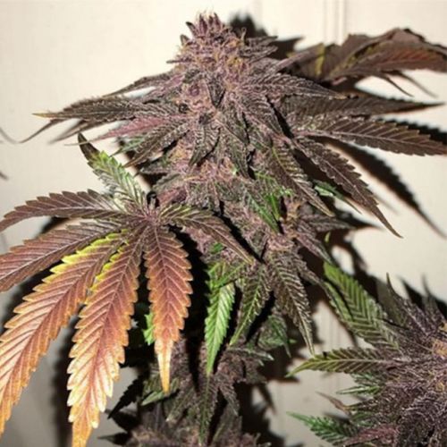 Tropicanna Cookies, semillas regulares de Oni Seed Co