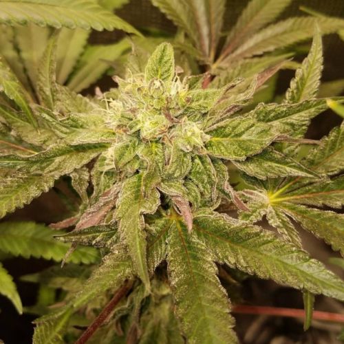 Tropicanna Punch BX1, semillas regulares de Oni Seed Co