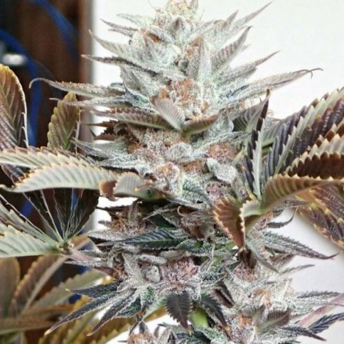 Tropicanna Punch BX1, semillas regulares de Oni Seed Co