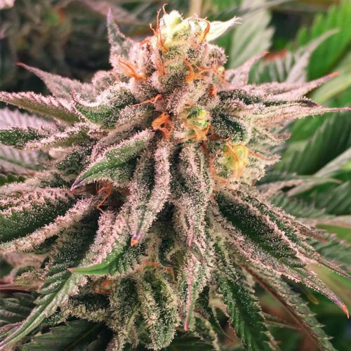 Orange Blossom Fizz, semillas regulares de Dark Horse Genetics