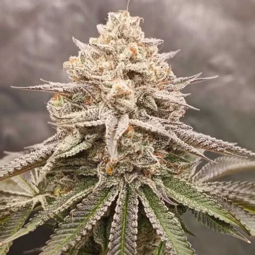 Orange Runtz Cake 2.0, semillas feminizadas de Conscious Genetics