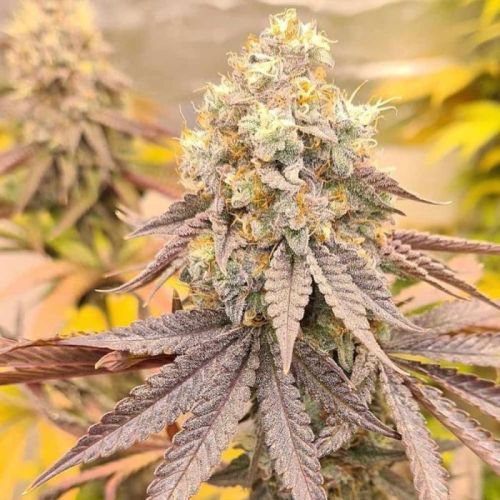 Orange Runtz Cake, semillas feminizadas de Conscious Genetics