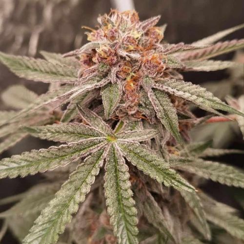 Orange Runtz Cake, semillas feminizadas de Conscious Genetics