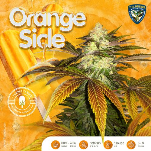 Orangesicle, semillas feminizadas de T.H.Seeds