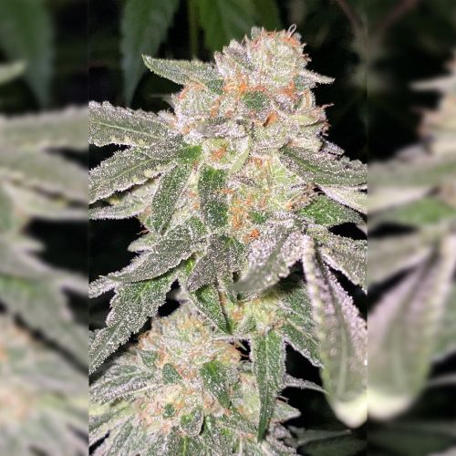 Orange Soda, semillas regulares de Dankhunters Seeds.Co