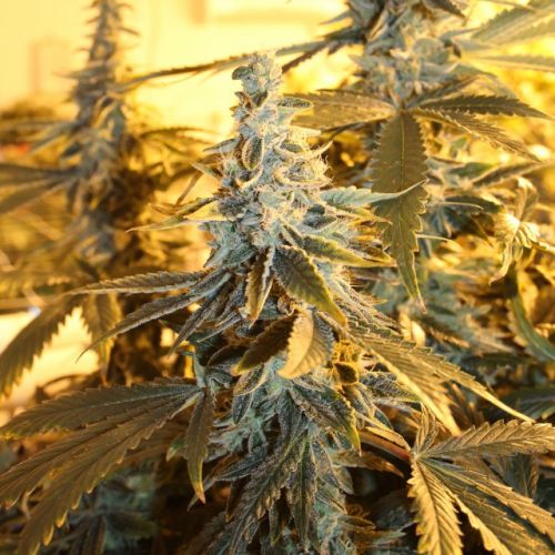 Orange Blossom Fizz, semillas regulares de Dark Horse Genetics