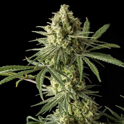 Original Blue Cheese, semillas feminizadas de The Original Big Buddha Family Farms