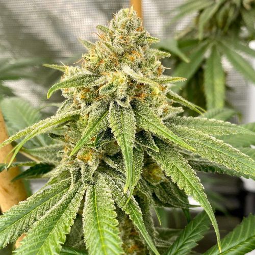 OS Glue, semillas regulares de Old School Genetics