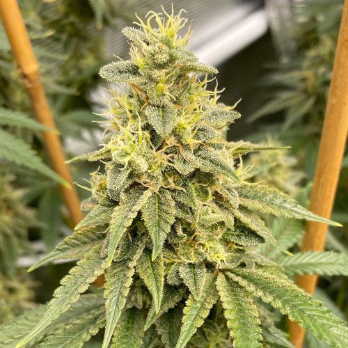 OS Glue, semillas regulares de Old School Genetics