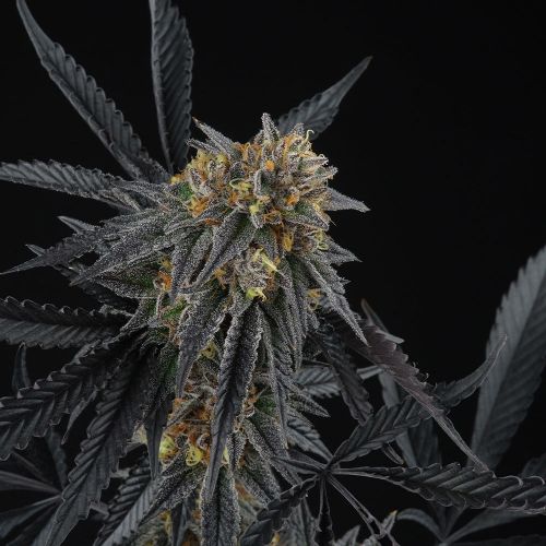 Peach Sherbert OG, semillas feminizadas de Perfect Tree