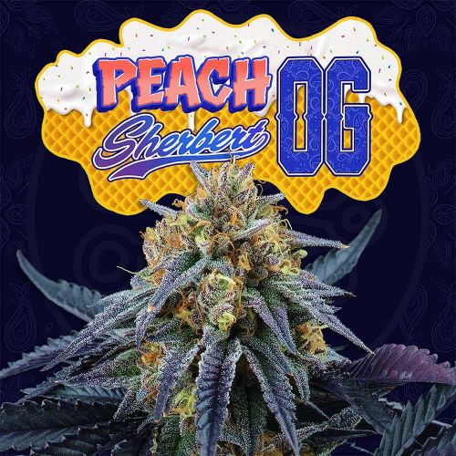 Peach Sherbert OG, semillas feminizadas de Perfect Tree