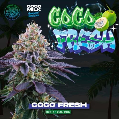 Coco Fresh, semillas feminizadas de Perfect Tree Seeds