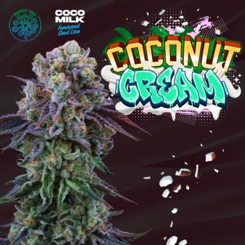 Coconut Cream, semillas feminizadas de Perfect Tree Seeds