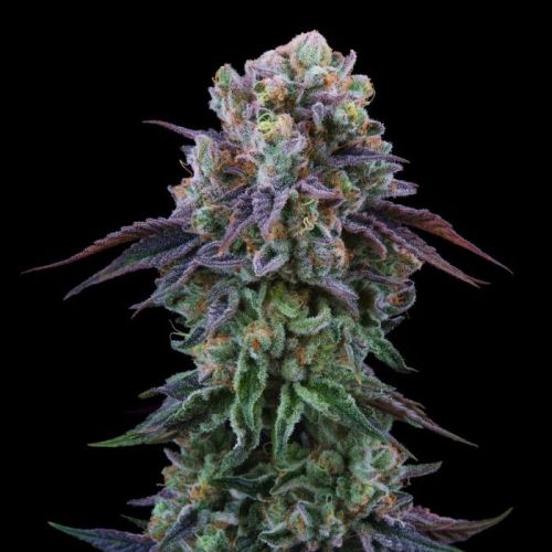 Coconut Cream, semillas feminizadas de Perfect Tree Seeds