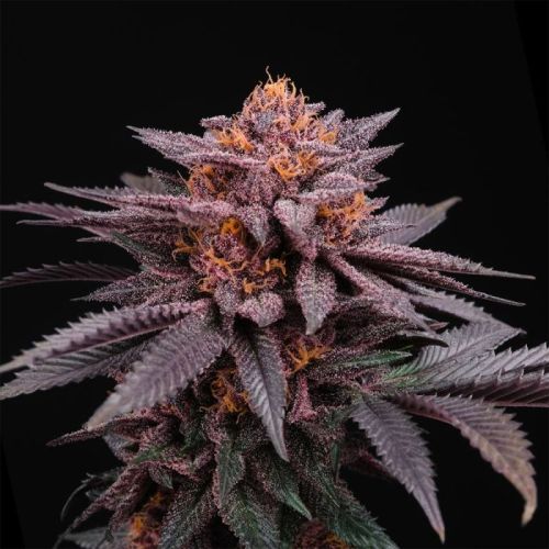 Colorz, semillas regulares de Perfect Tree