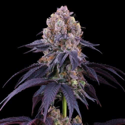 Lemon Coconut Fat Bomb, semillas feminizadas de Perfect Tree Seeds