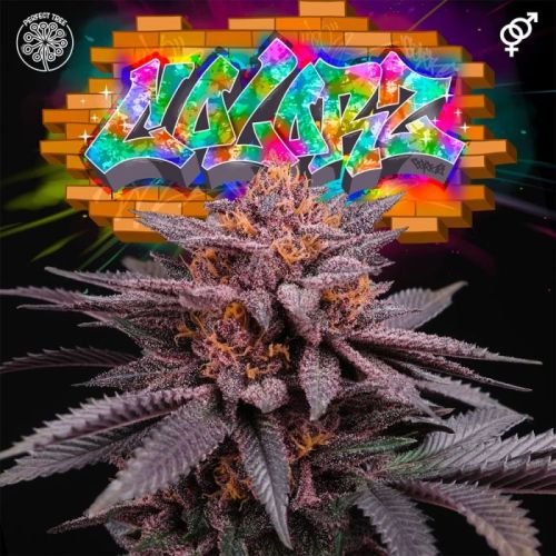 Colorz, semillas regulares de Perfect Tree