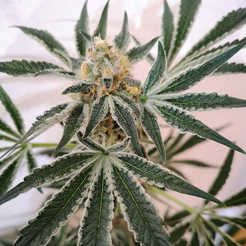 Petrol Skunk, semillas feminizadas de Old School Genetics