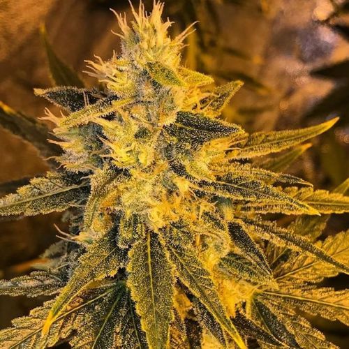 Petrol Skunk, semillas feminizadas de Old School Genetics