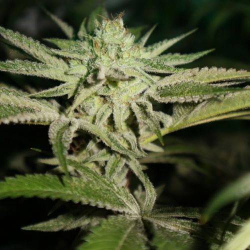 Chemhead OG, semillas feminizadas de Pheno Finder Seeds